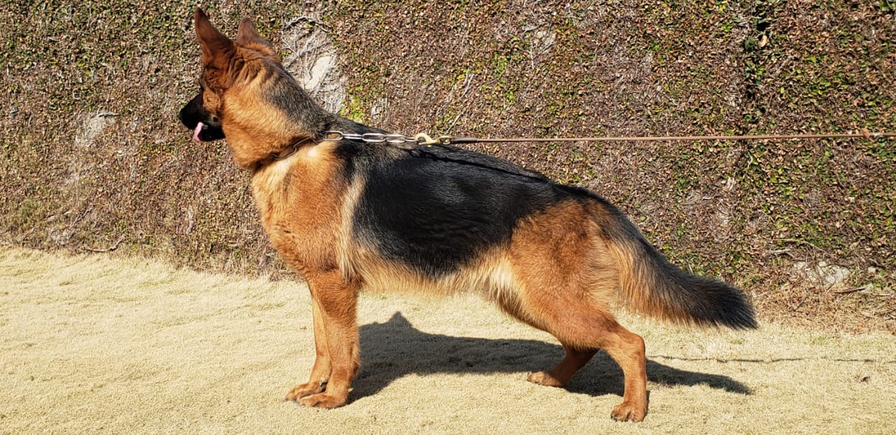 Fiffie vom Wolfgang