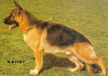 public/dog_images/136/13951.jpg