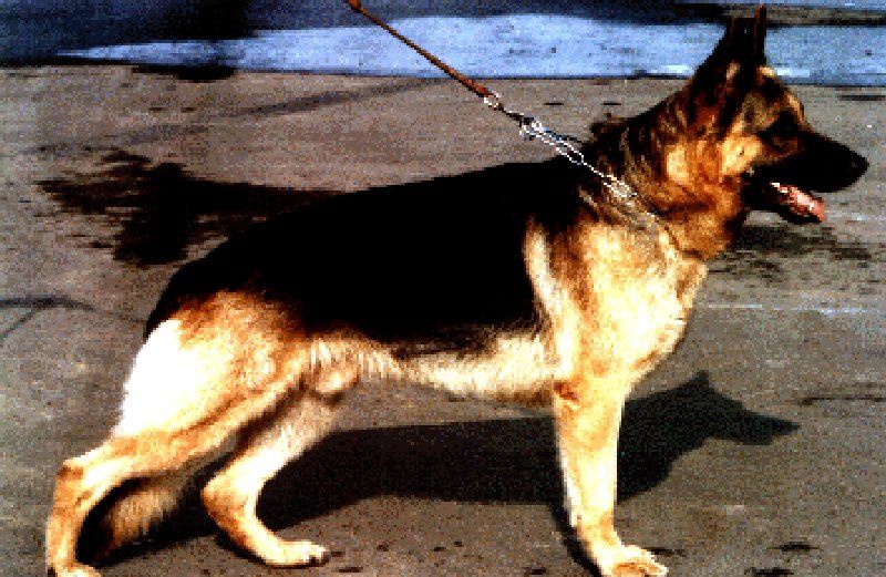 public/dog_images/3308/1557481.jpg