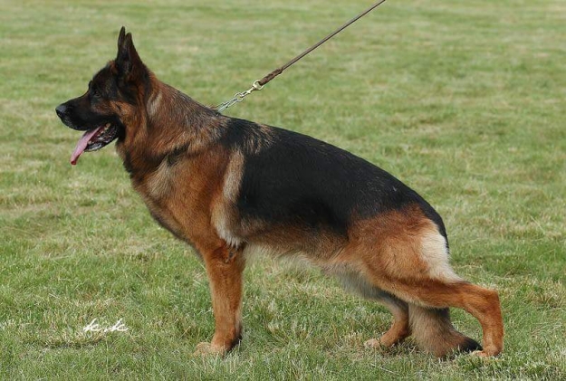 Zorro vom La'Mirage