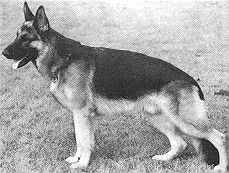 public/dog_images/1599/1672336.jpg