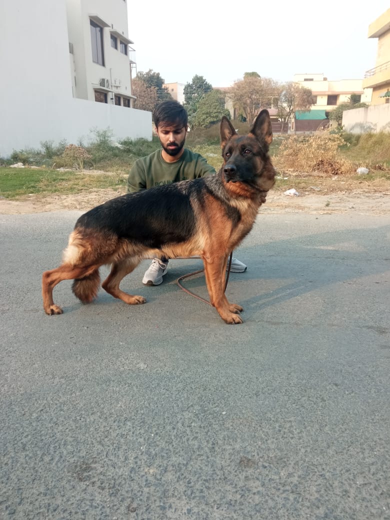 Lisa vom Bretta Kennel