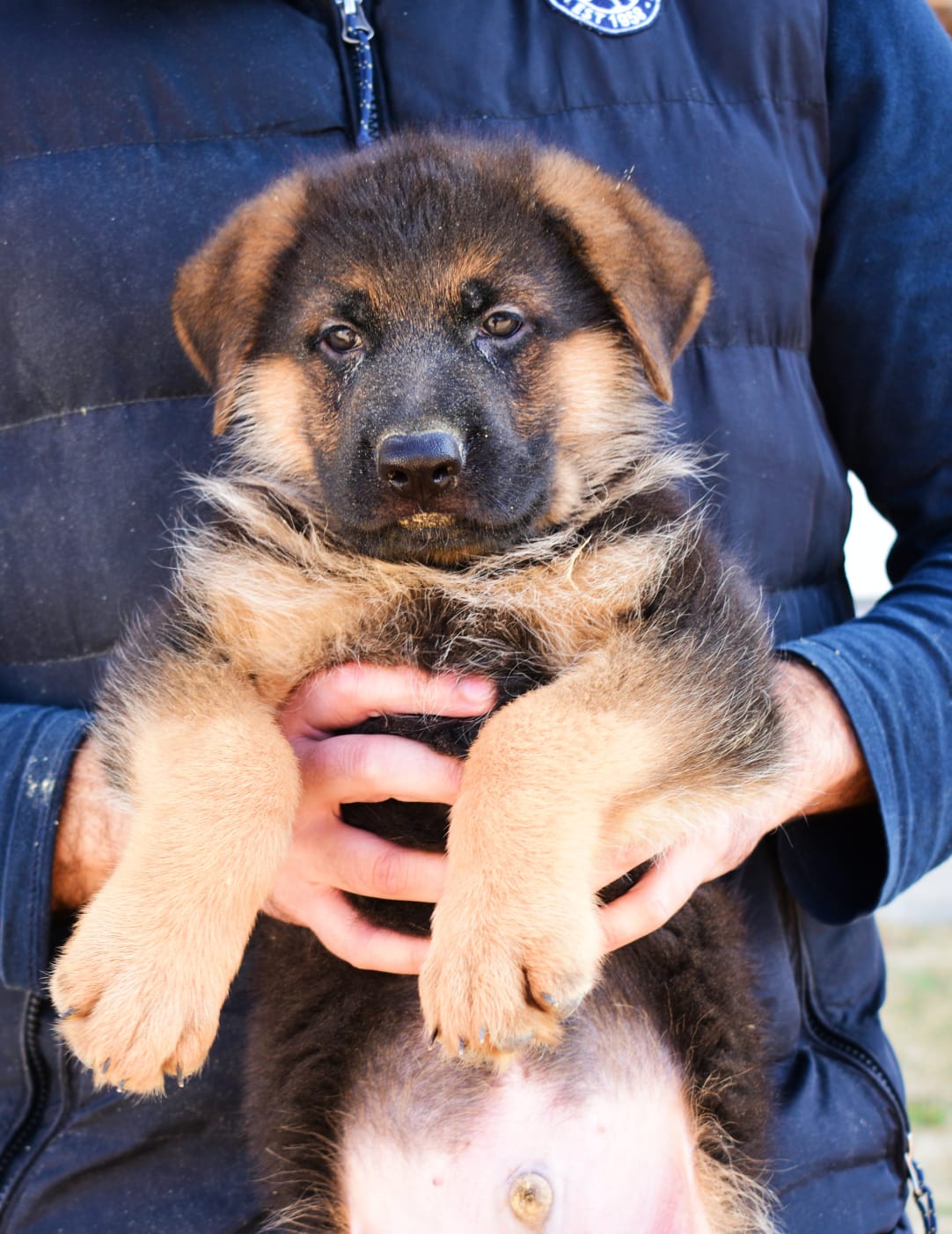 public/dog_images/14275/1677004827.IMG-20230212-WA0034.jpg