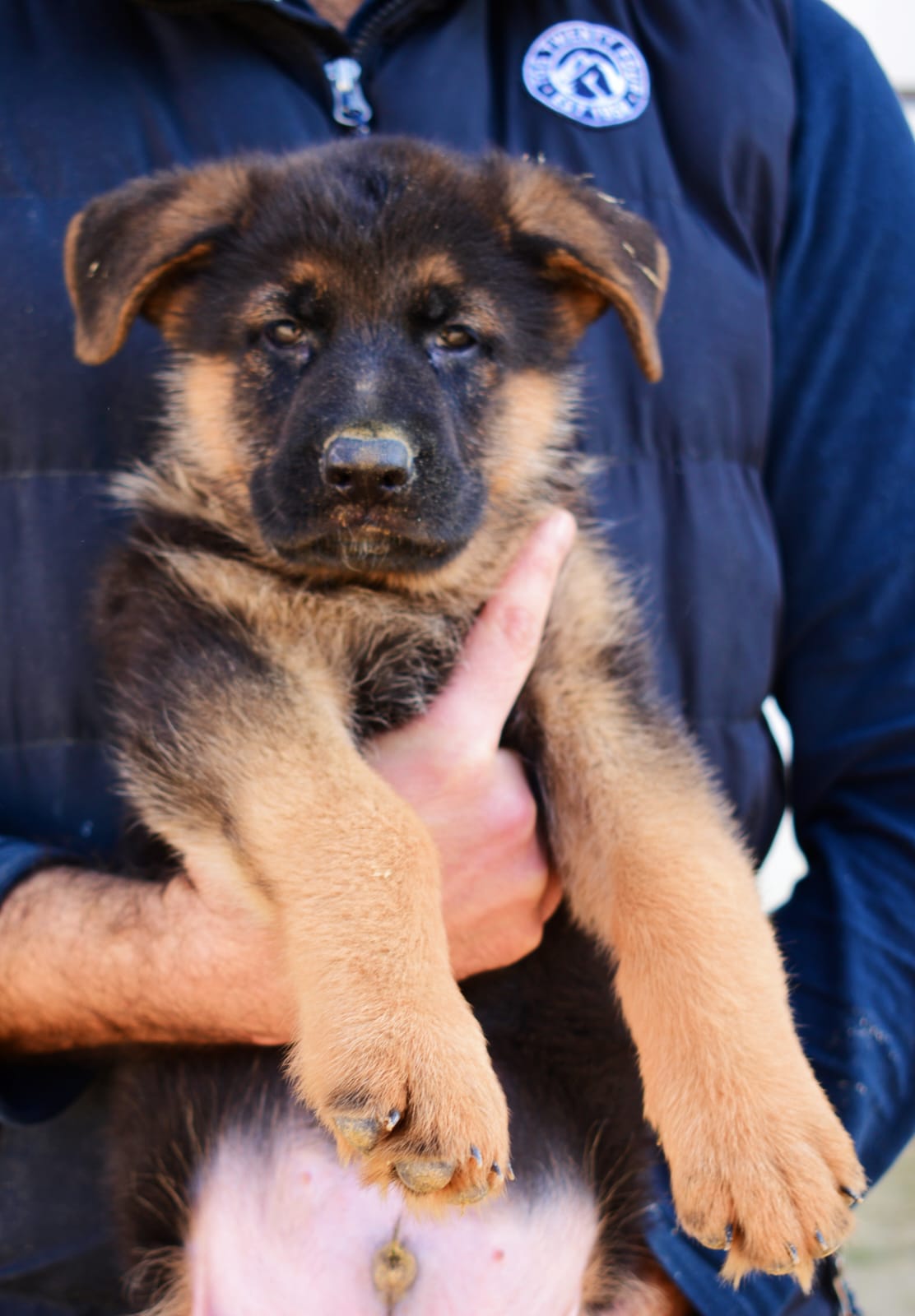 public/dog_images/14277/1677004945.IMG-20230212-WA0033.jpg