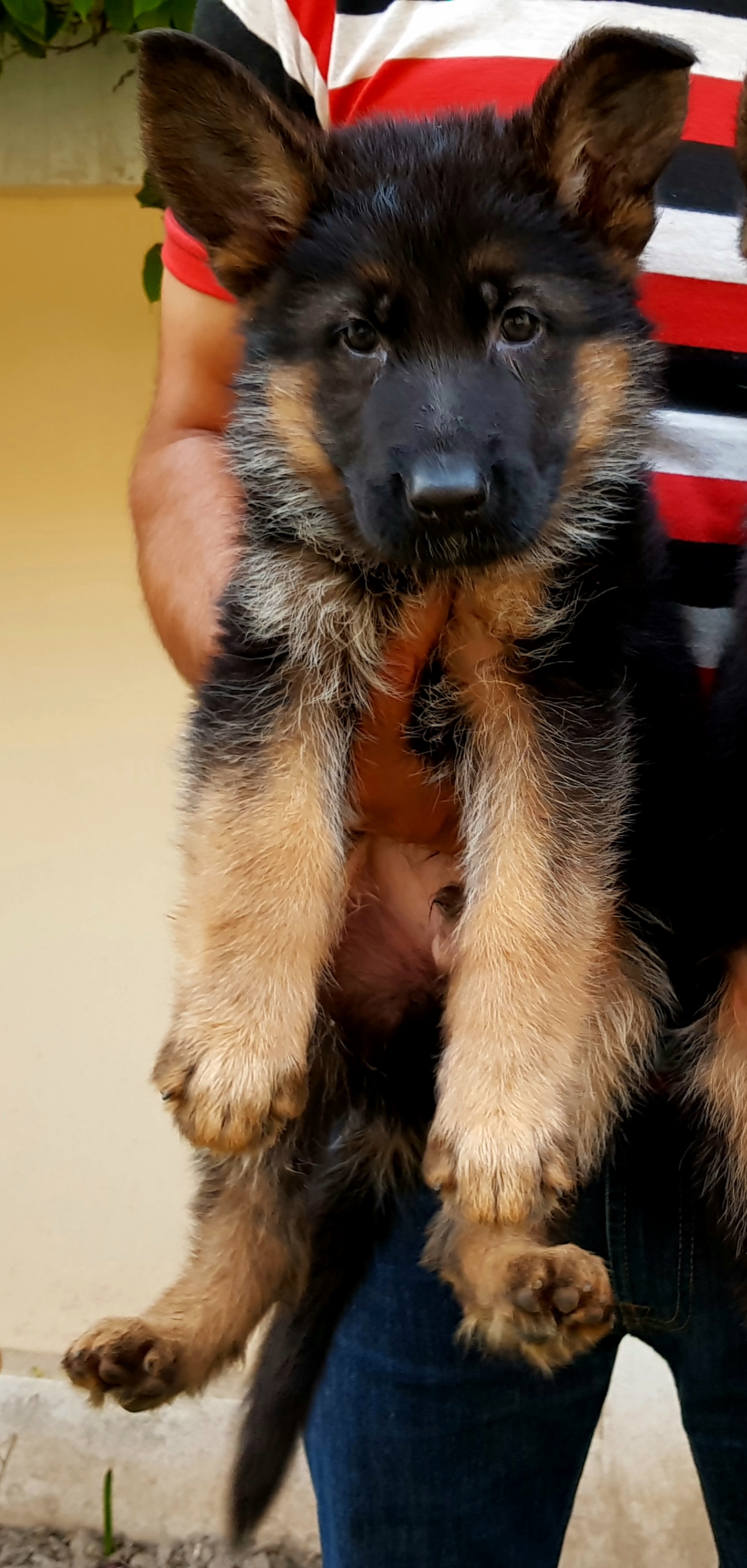public/dog_images/14408/1685816503.20230520_164706.jpg