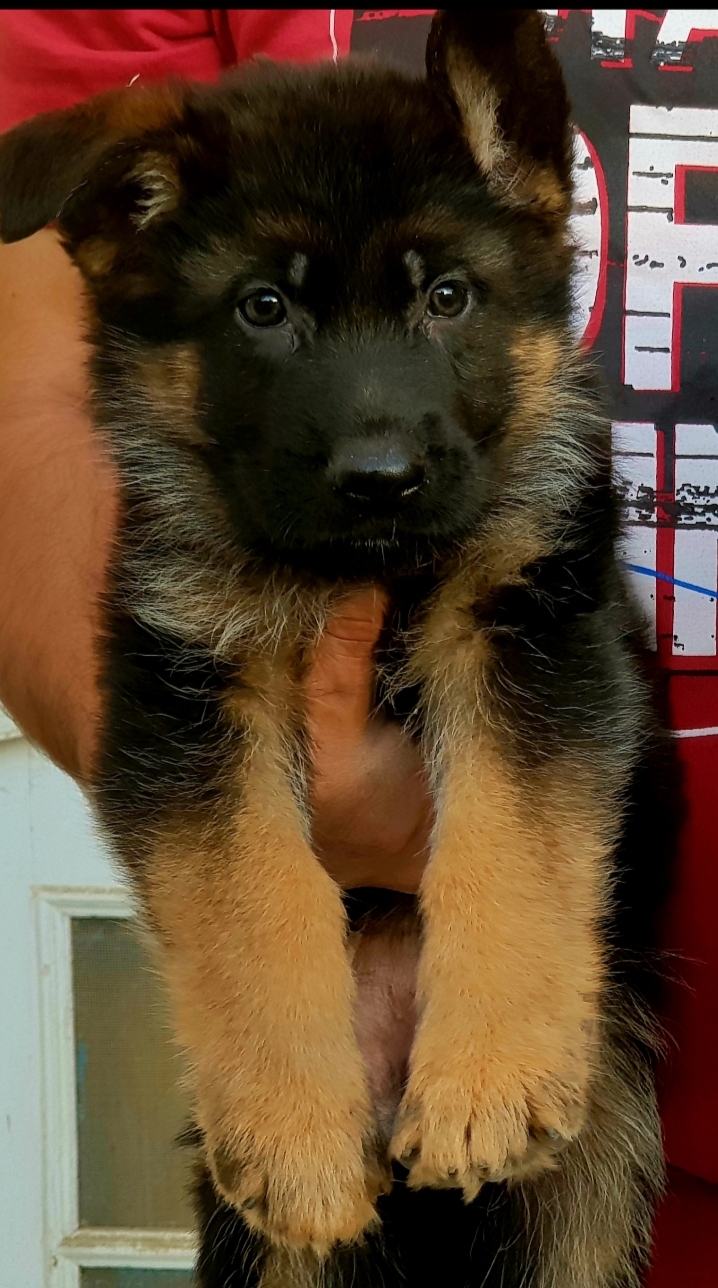 public/dog_images/14406/1686342314.Screenshot_20230610-012449_Gallery.jpg