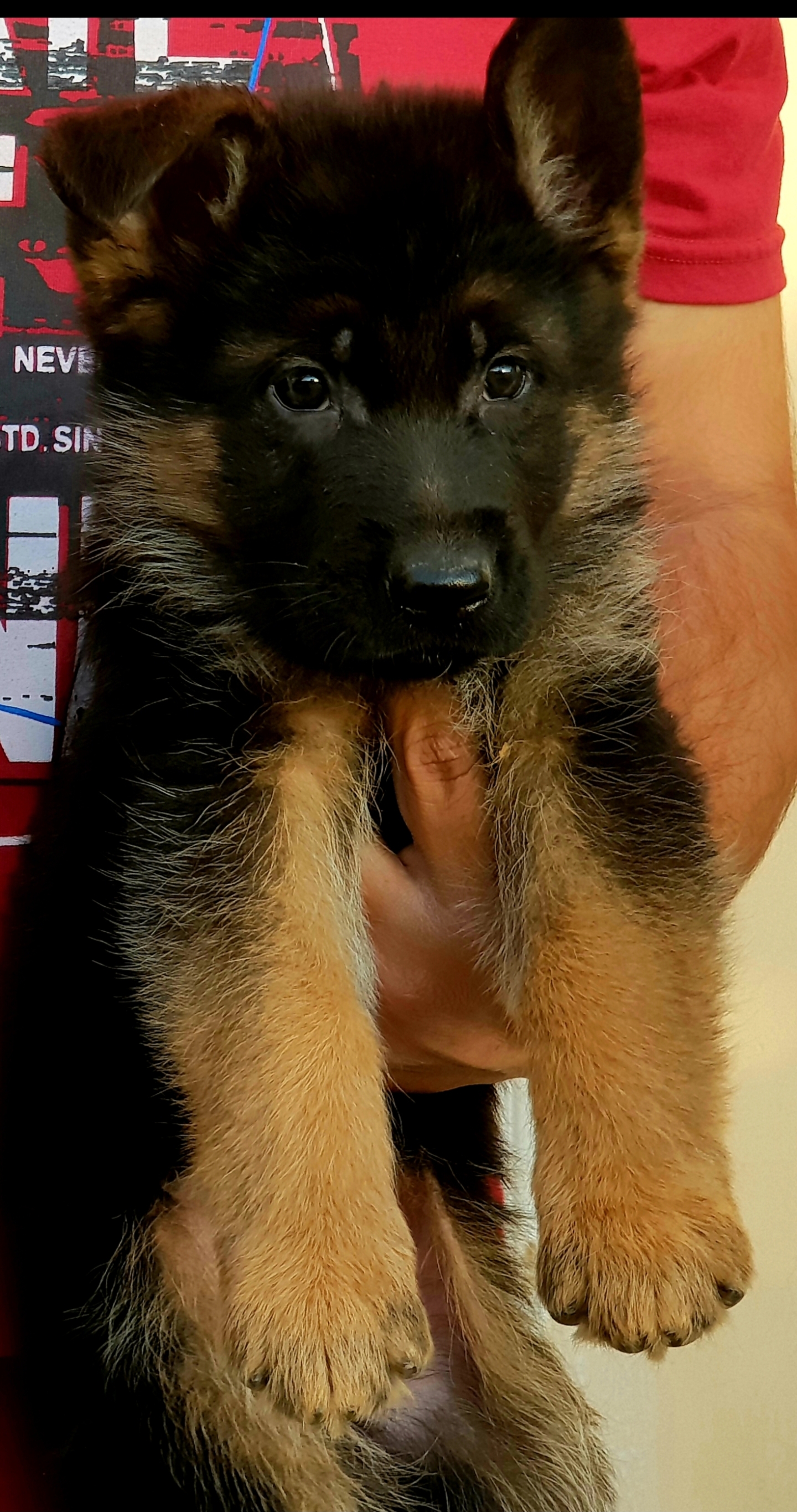 public/dog_images/14409/1686556558.20230603_232727.jpg