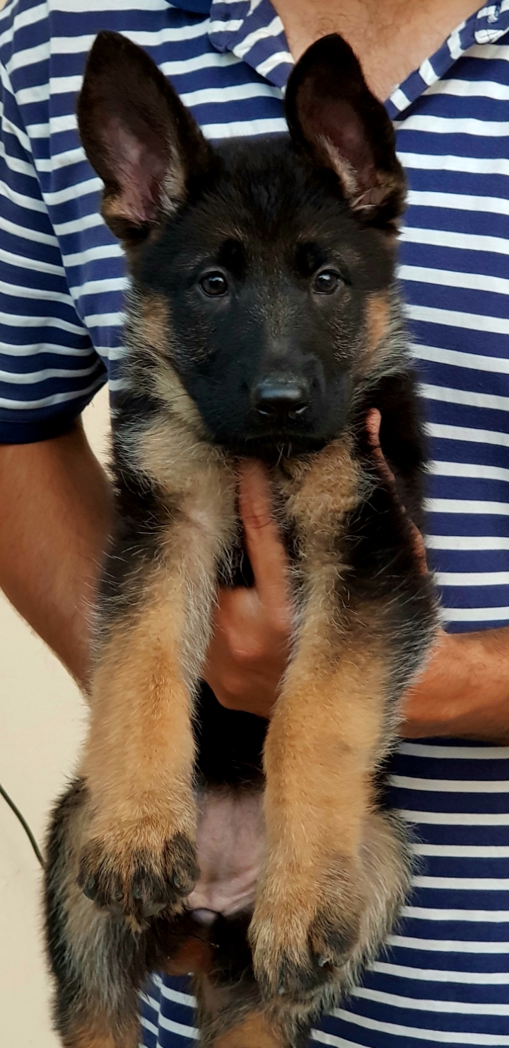 public/dog_images/14416/1687348758.Screenshot_20230621-165838_Gallery.jpg