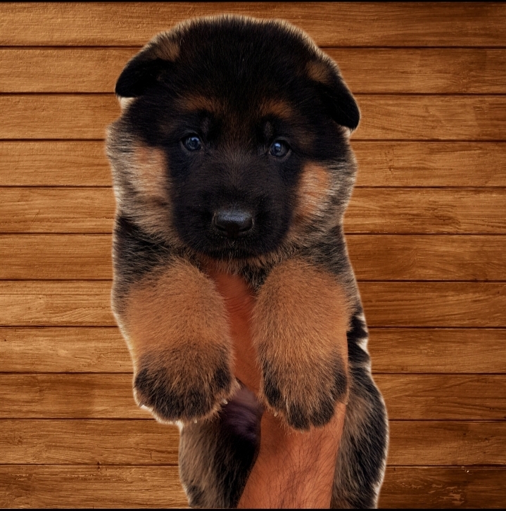 public/dog_images/14620/1691657069.Screenshot_20230810-134407_Gallery.jpg