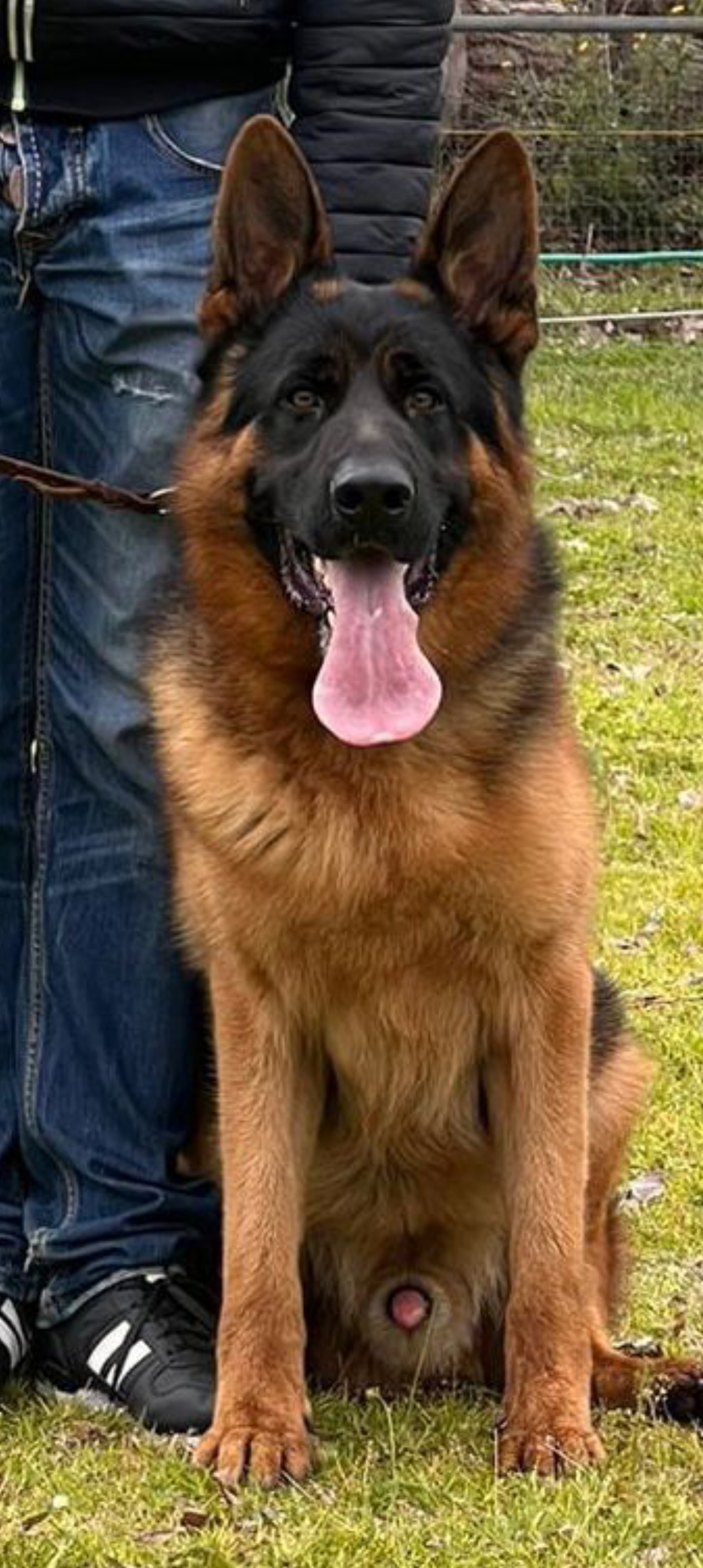 public/dog_images/14395/1692829379.Screenshot_20230824_032231.jpg