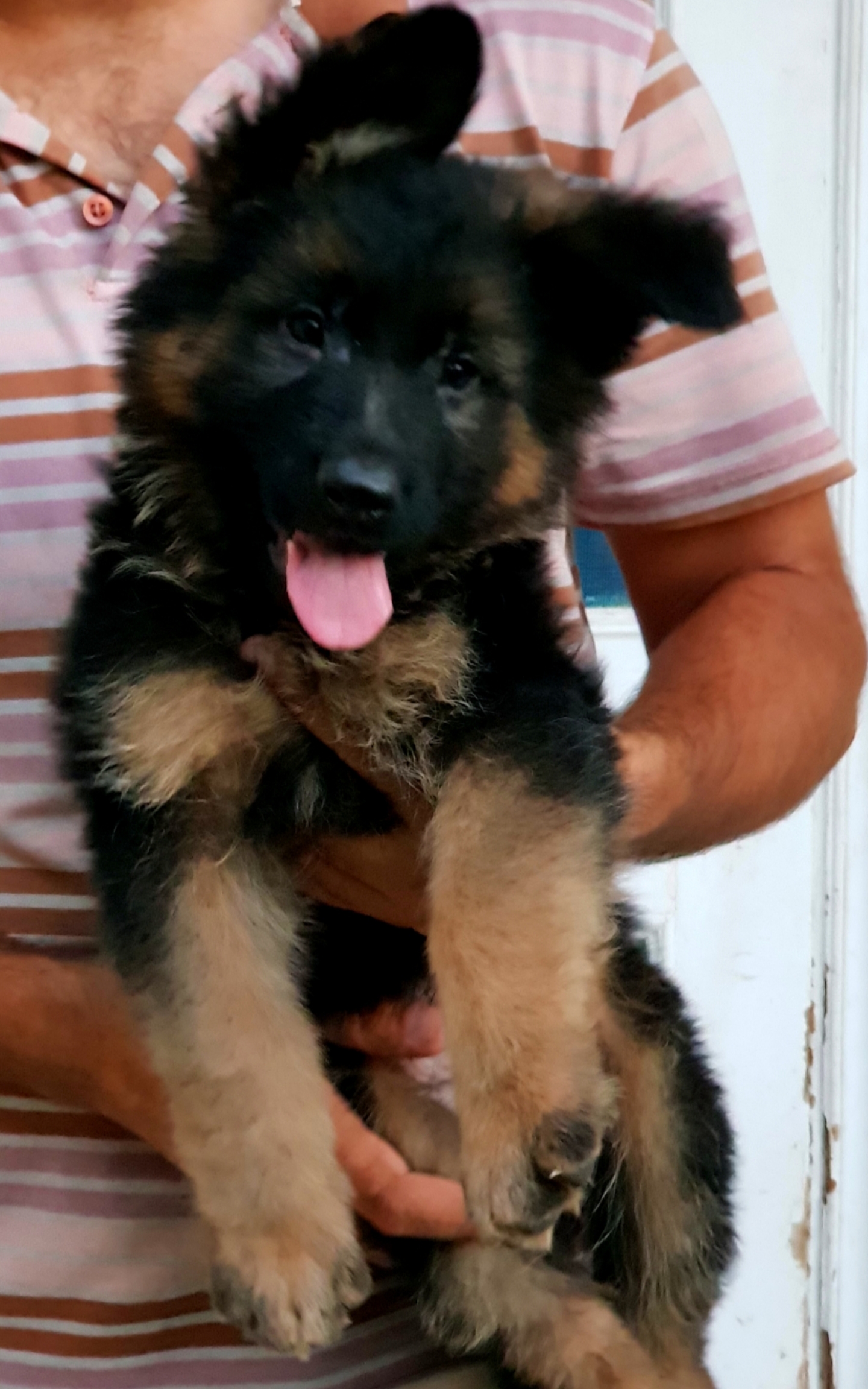 public/dog_images/14728/1698177198.20231025_005252.jpg