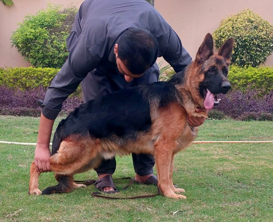 public/dog_images/14407/1699348397.IMG-20231106-WA0013.jpg