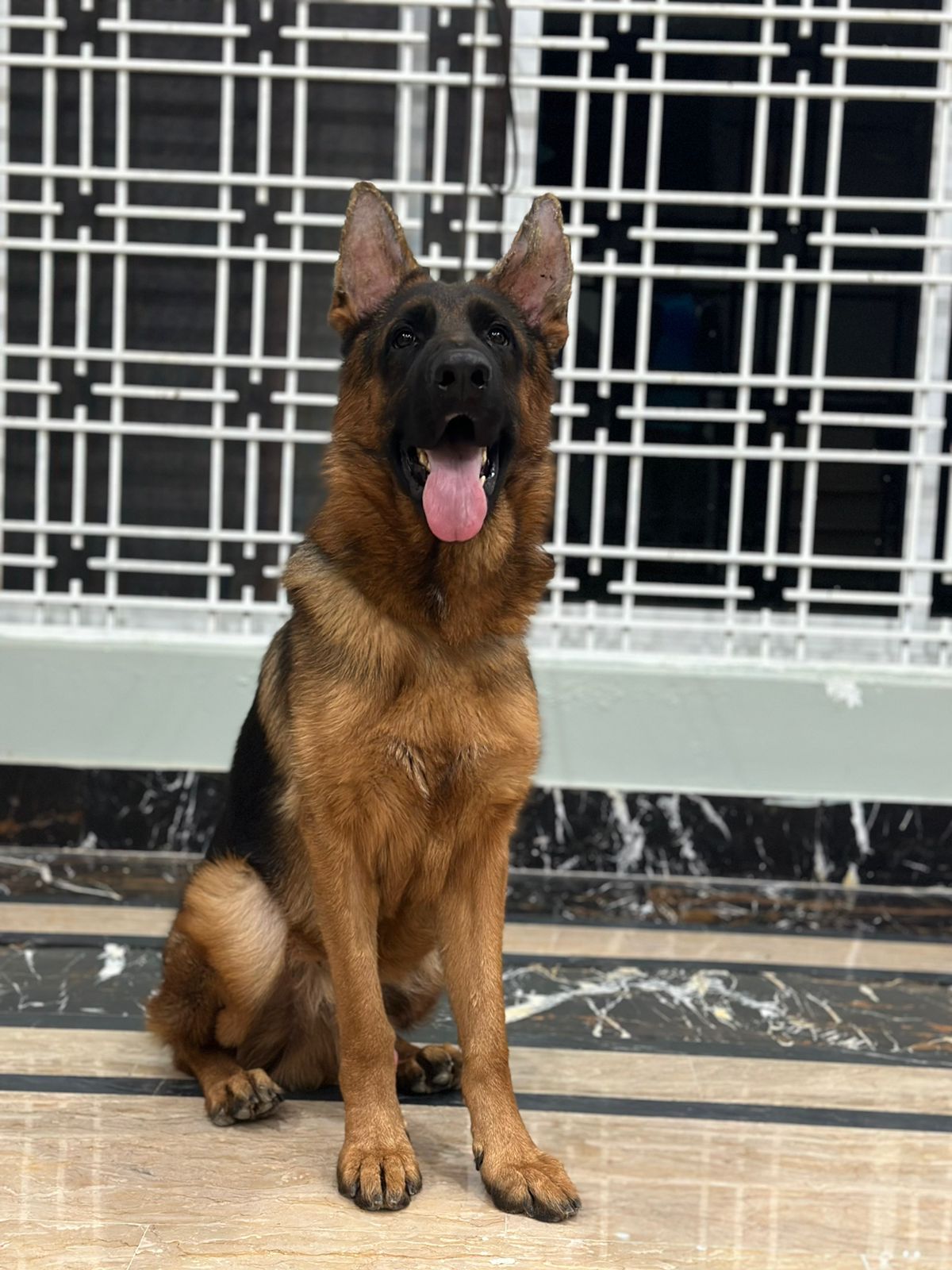 public/dog_images/14548/1699378418.74A2891F-9D06-469D-9DFE-7C42DD2AF482.jpeg