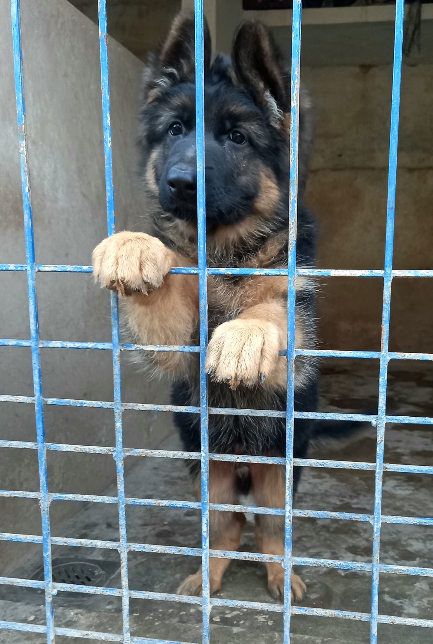 public/dog_images/14754/1701786579.20231202_162516.jpg