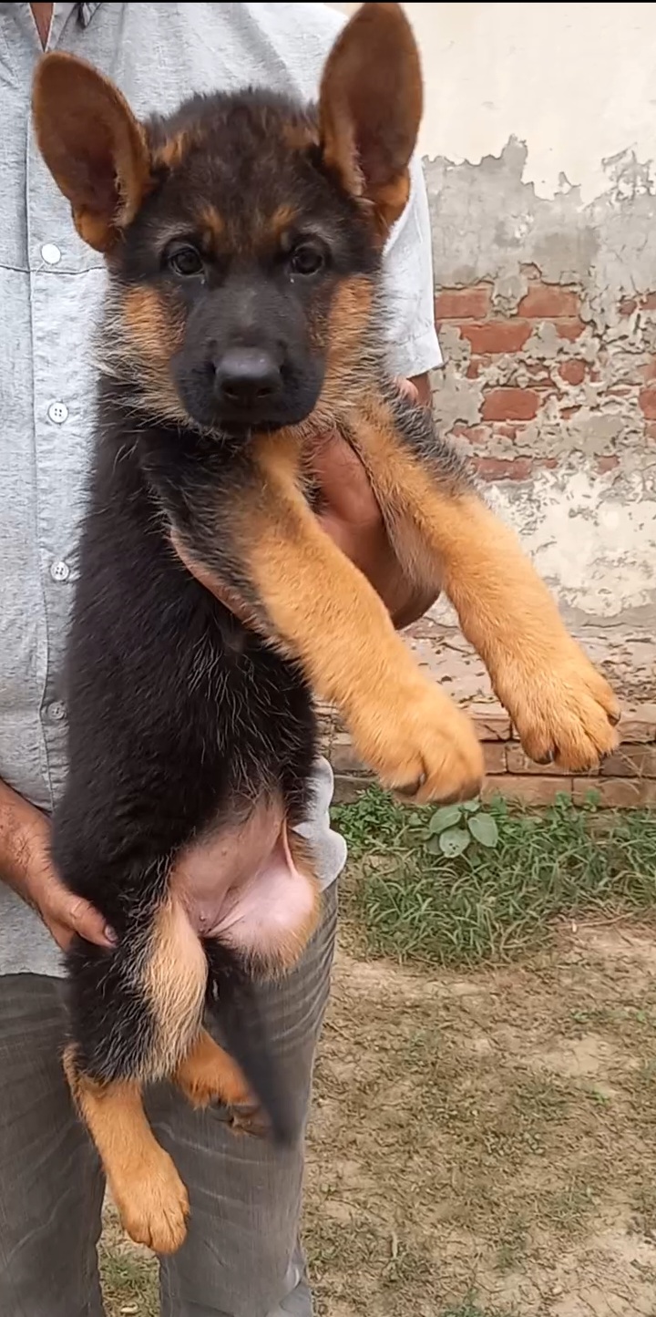 public/dog_images/14753/1701876164.Screenshot_20231206-201921_Gallery.jpg