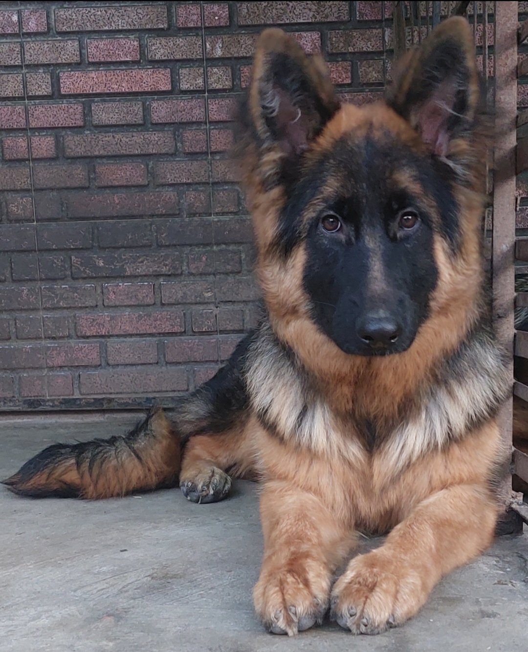 public/dog_images/14517/1703447856.Screenshot_20231225_005600_Gallery.jpg