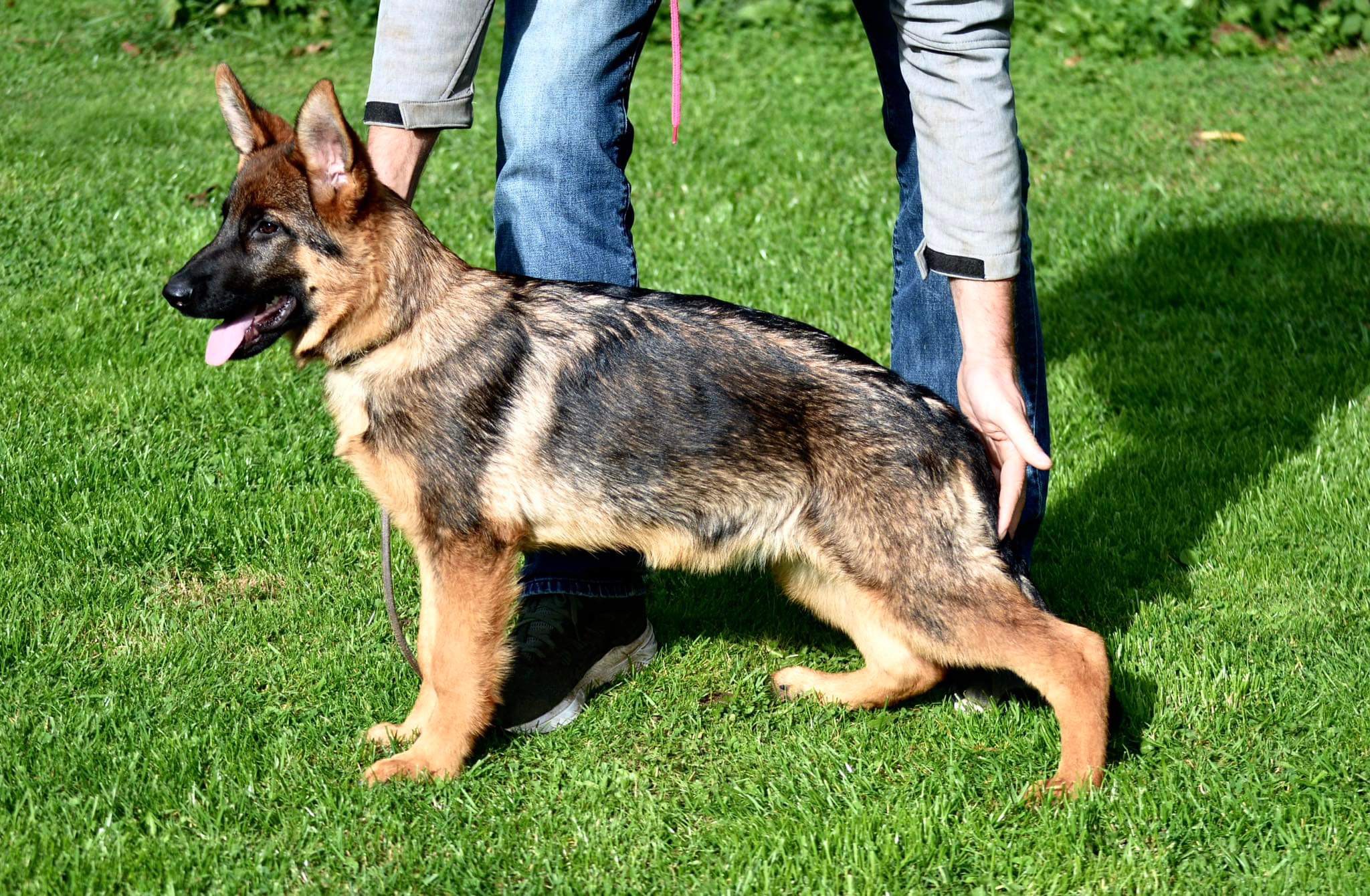 public/dog_images/14760/1704901352.B193CA3A-9B5C-4285-A79A-9E27E82B3BE4.jpeg