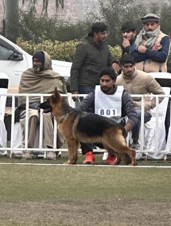 public/dog_images/14477/1705123792.8d5efab4-2b17-4985-8544-051f8c494c5e.jpg