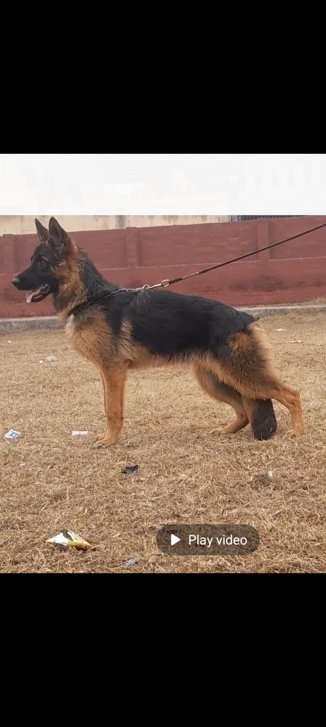 public/dog_images/14673/1705639158.Screenshot_20240116_125819_Gallery.jpg