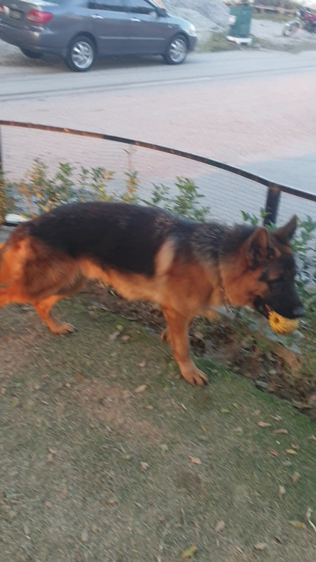 public/dog_images/14276/1705765031.VideoCapture_20240120-101143.jpg