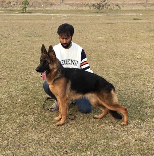 public/dog_images/14603/1706193286.IMG_0148.jpeg