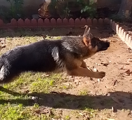public/dog_images/14783/1709484357.Screenshot_20240303-203224_1.jpg