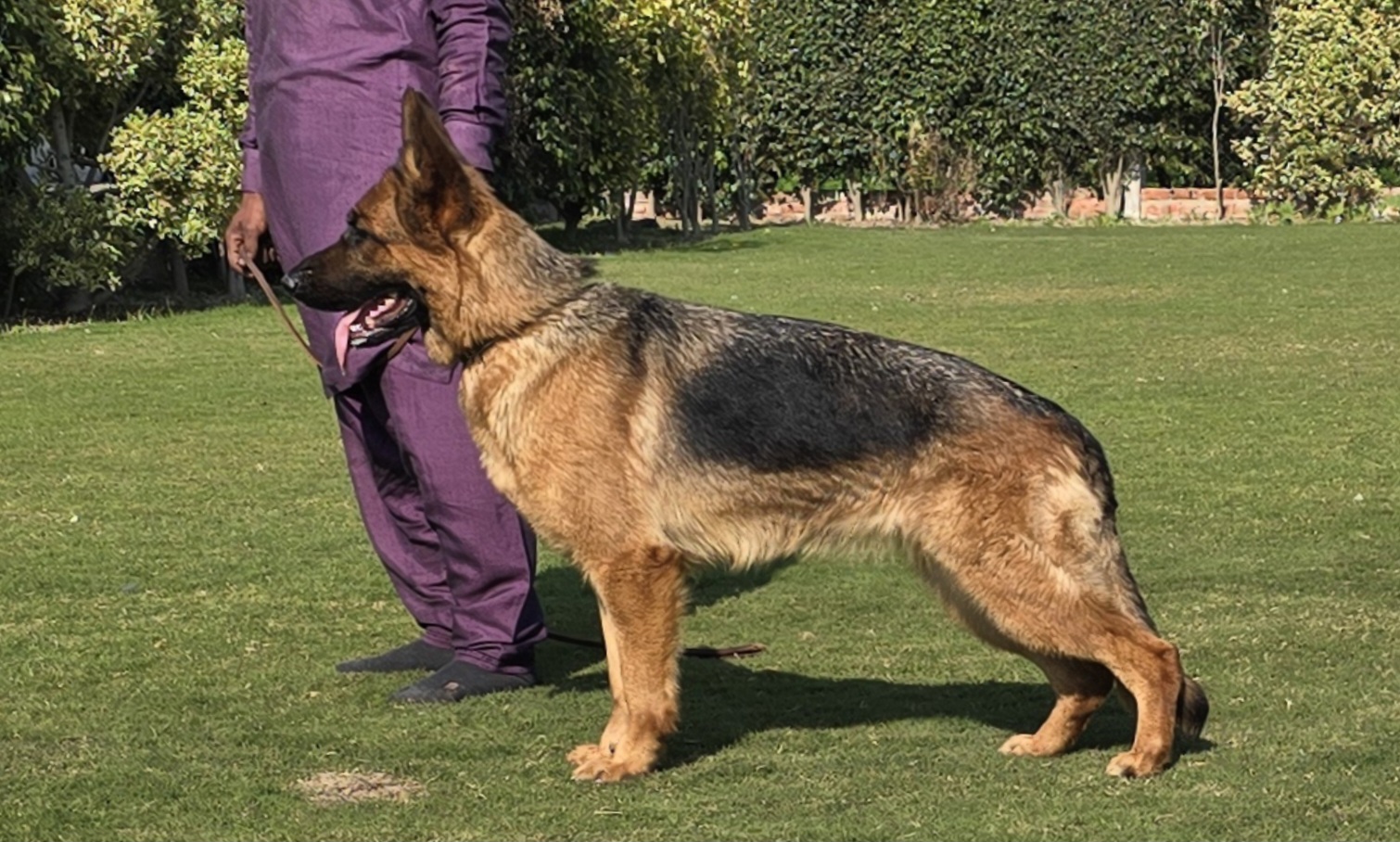 public/dog_images/14267/1709897288.Screenshot_20240308_150028_Gallery.jpg