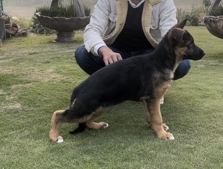 public/dog_images/14824/1714333589.F9AB4FB8-769F-45B0-96C1-FE8894FF36AD.jpeg