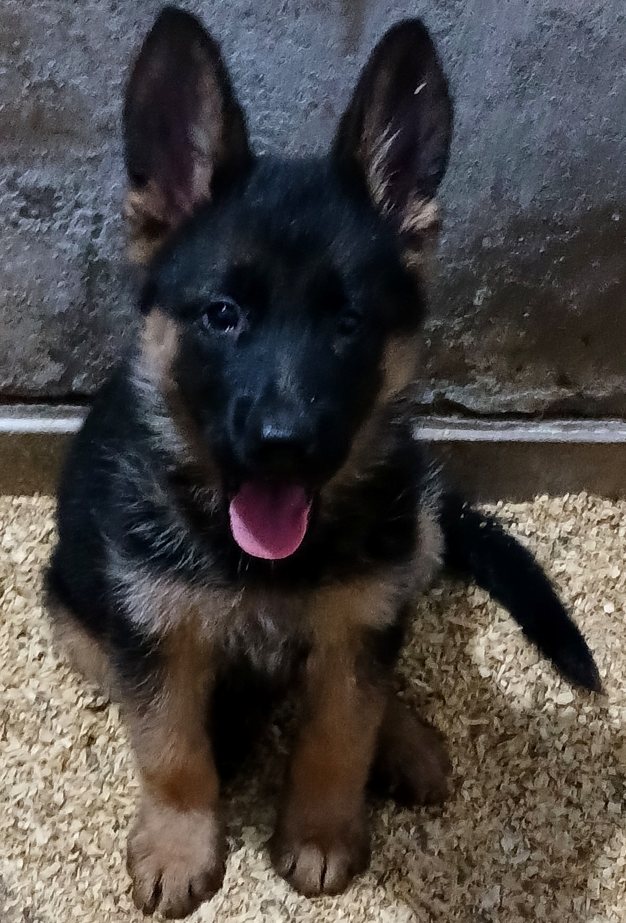 public/dog_images/14985/1715509328.20240405_202533.jpg