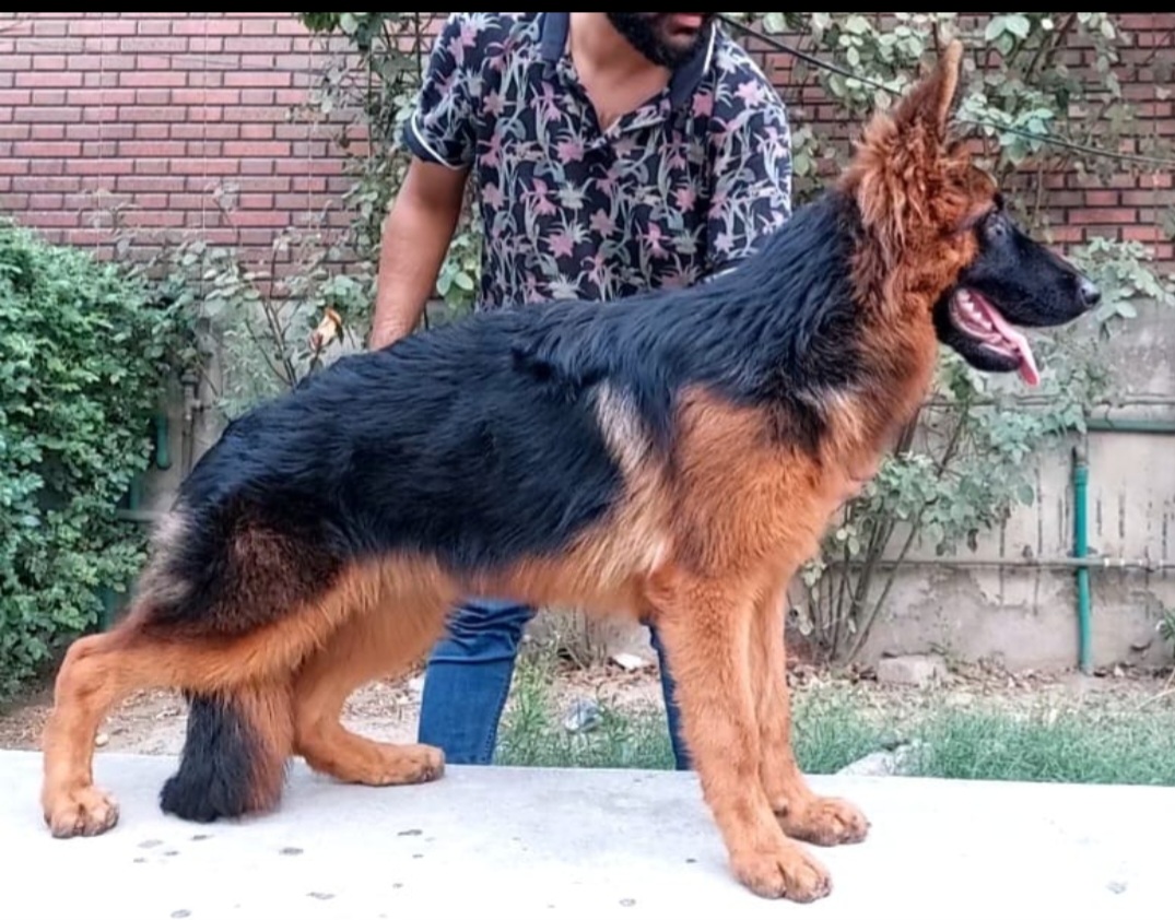 public/dog_images/14842/1720523890.Screenshot_20240709_162707_WhatsApp.jpg