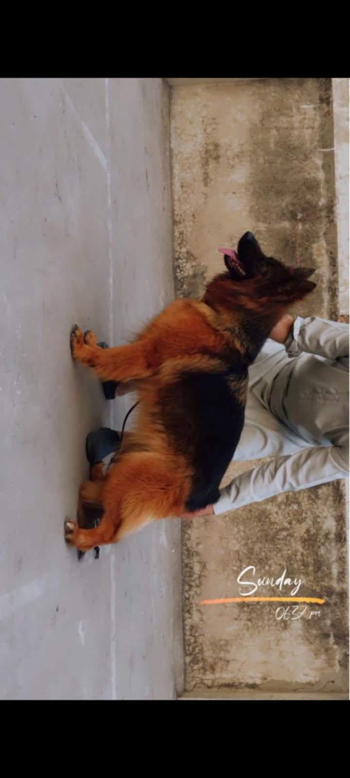 public/dog_images/14397/1720541032.27893e2c-e8cf-48ed-86e0-f61d607797e7.jpeg