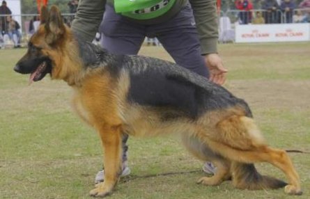 public/dog_images/14283/1722103995.91032.jpg