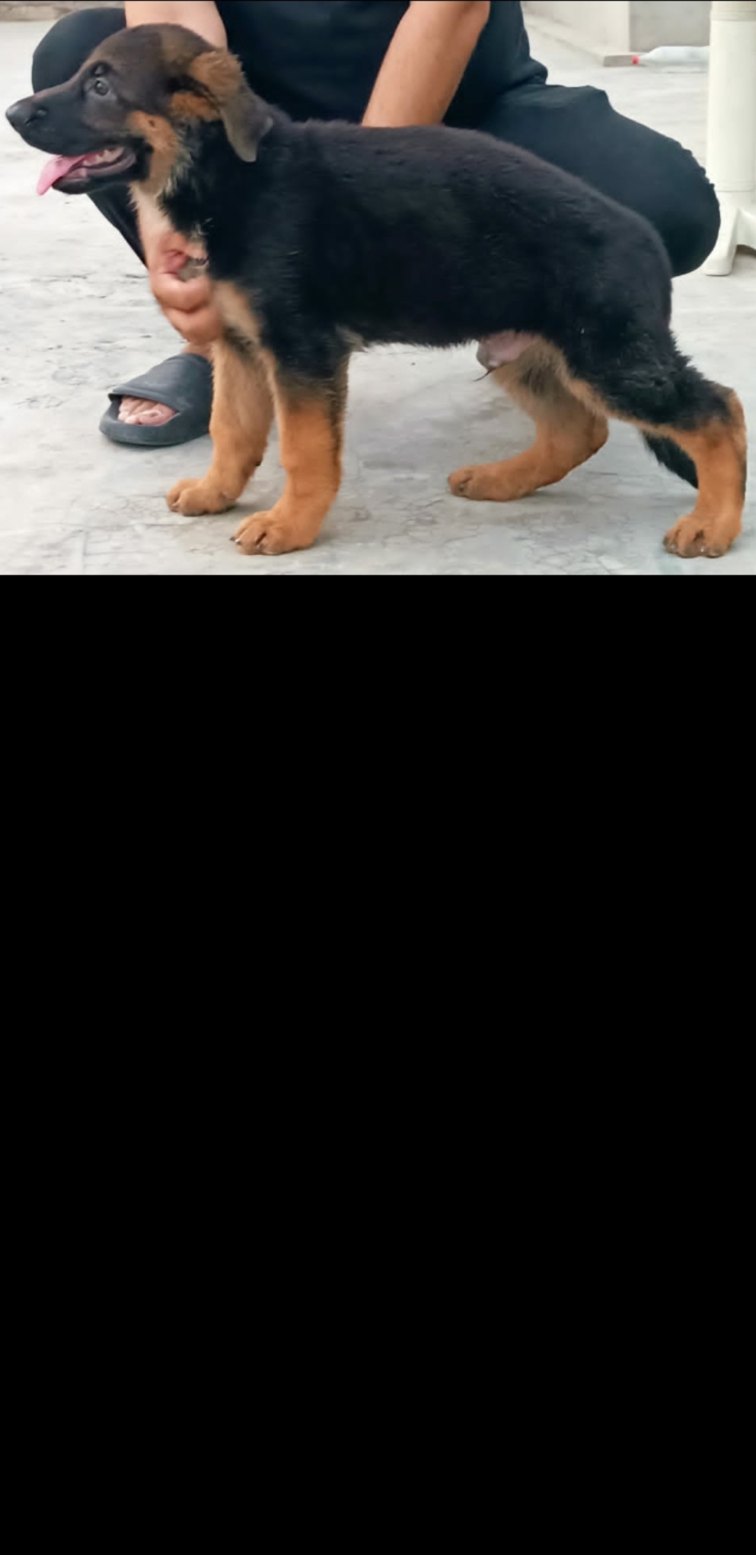 public/dog_images/15025/1722632741.Screenshot_20240803-020515_Gallery.jpg