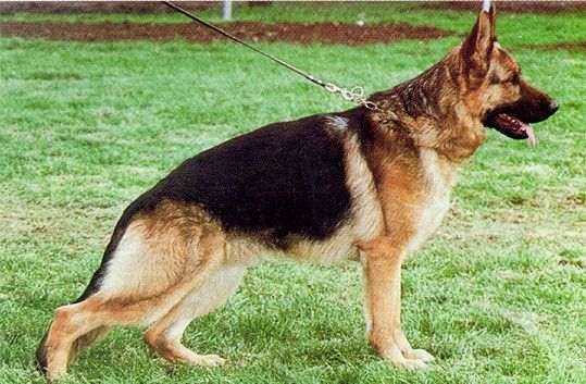 public/dog_images/1825/1846987.jpg