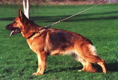 public/dog_images/5717/1930495.jpg