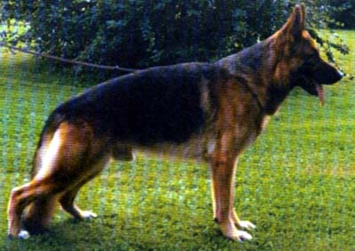 public/dog_images/1451/1977.jpg