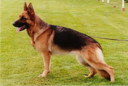 public/dog_images/3816/1977806.jpg