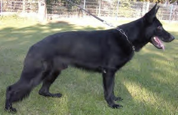 public/dog_images/9390/2077368.jpg