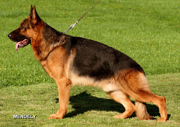 Yanox von Bad-Boll
