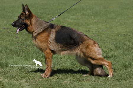 public/dog_images/150/2192629.jpg