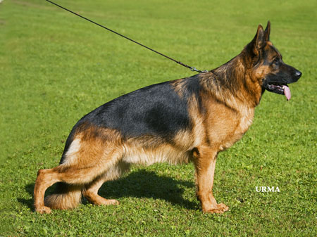 Arex von der Wilhelmswarte