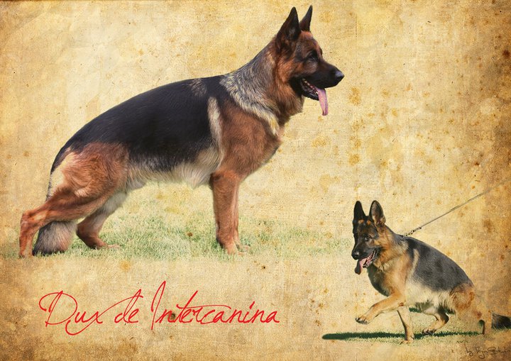Dux de Intercanina