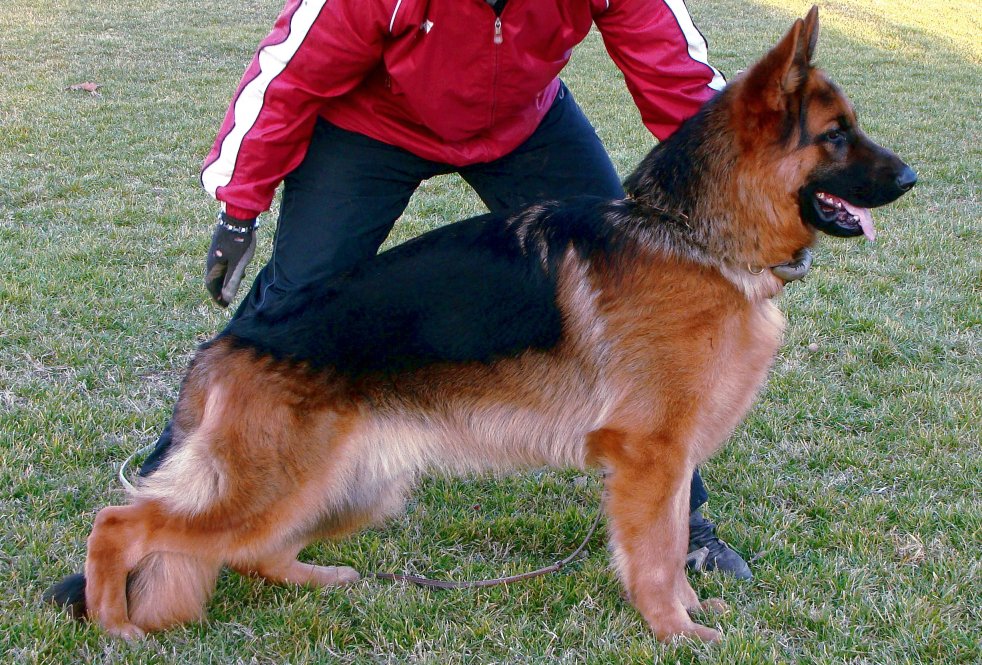 public/dog_images/10278/2263228.jpg