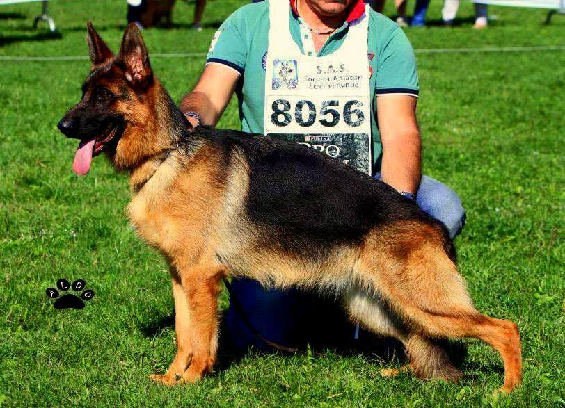 public/dog_images/10427/2275840.jpg