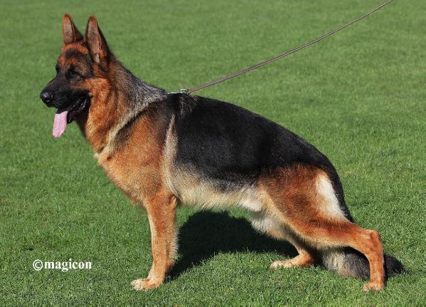 public/dog_images/6322/2277272.jpg