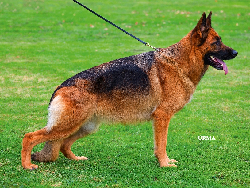 public/dog_images/10544/2281896.jpg