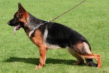 public/dog_images/9452/2284601.jpg