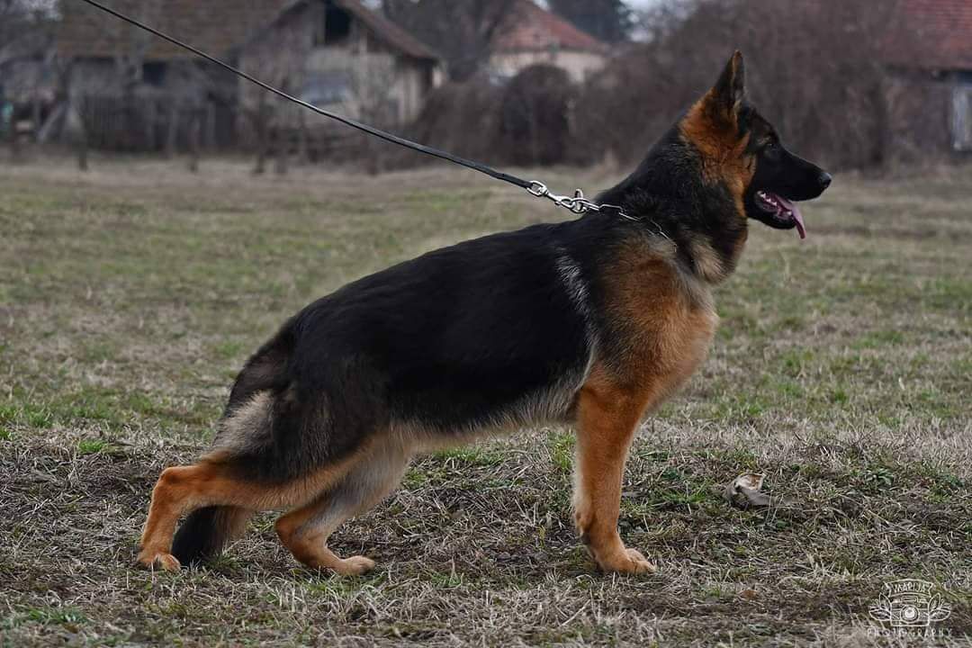Manta von der Jugprom
