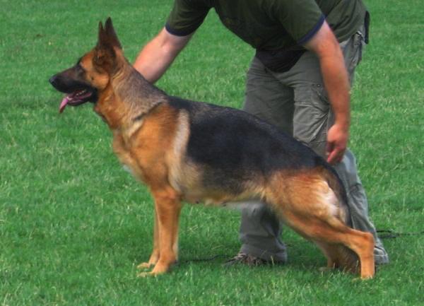 public/dog_images/5140/520133.jpg