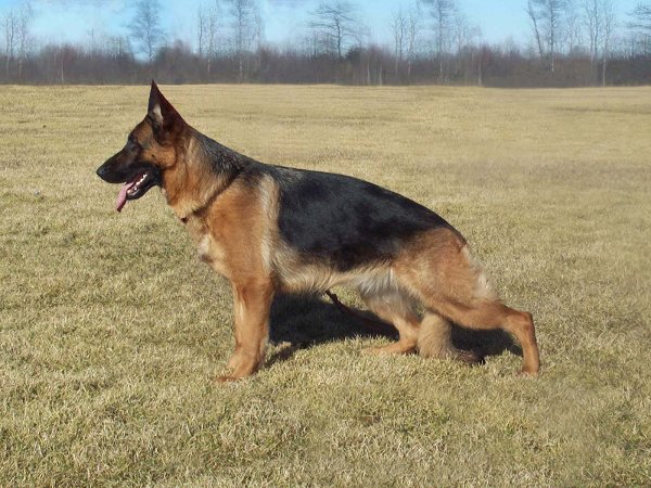 public/dog_images/3623/693000.jpg
